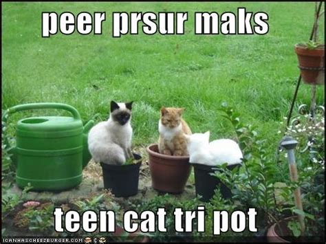 Funny Peer Pressure Quotes. QuotesGram