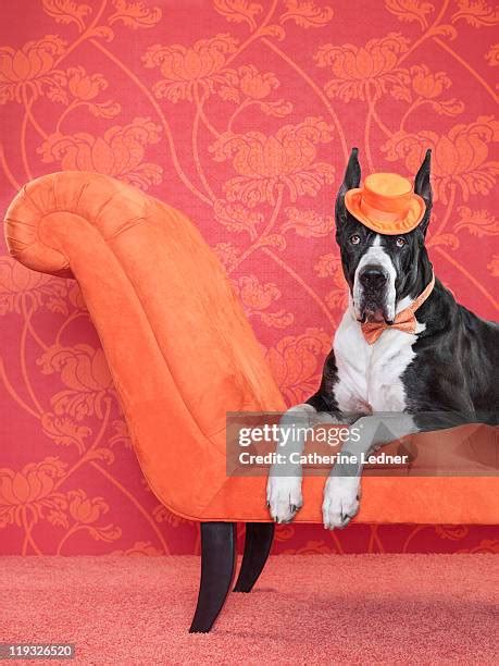 great dane   sofa stock  high res pictures  images