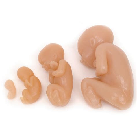 foetus model setbeige stages medstore