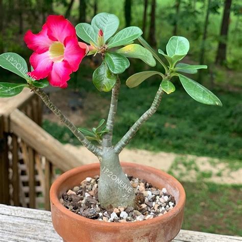 Adenium Obesum Desert Rose Seeds Rare Exotic Flower Seed | Etsy