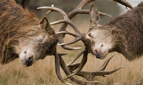 Understanding Deer Rut: What is it and When is the Deer Rut
