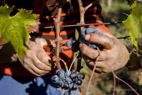 Да здравствует Вендеммия: лучшие фестивали винограда Италии – Италия по ...