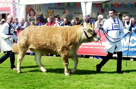 Summary of livestock events for day two of Balmoral Show - Free