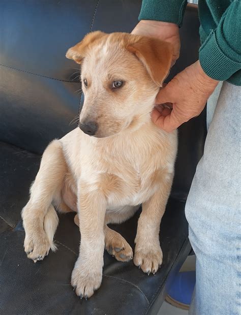 Australian Stumpy Tail Cattle Dog - Aramara - PetsForHomes