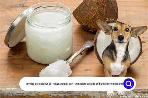 My Dog Ate Coconut Oil: What Should I Do? Immediate Actions And ...