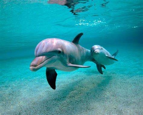 Дельфин с детенышем. Фото | Baby dolphins, Animals wild, Animals beautiful