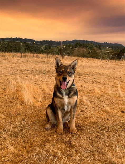 Coyote German Shepherd Husky Mix