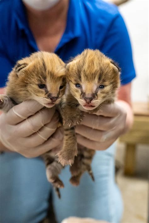 Surprise, surprise! 😻😻 On... - Greensboro Science Center | Facebook