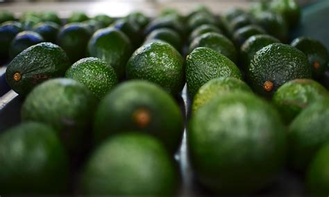 The World's Biggest Avocado is the Size of a Woman's Head - Newsweek