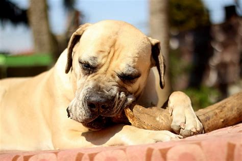 Boerboel Dog White - Free photo on Pixabay - Pixabay