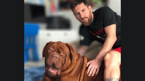 Get to Know Hulk: Discover everything about Lionel Messi Dog