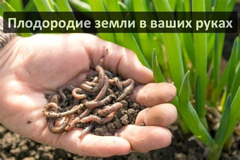 Купить дождевых червей Старатель для производства биогумуса - Диптера