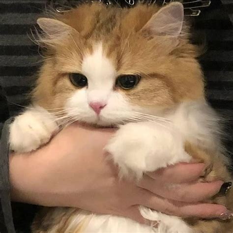 cute cats  boba eyes ideas cute cats kittens cutest pretty cats