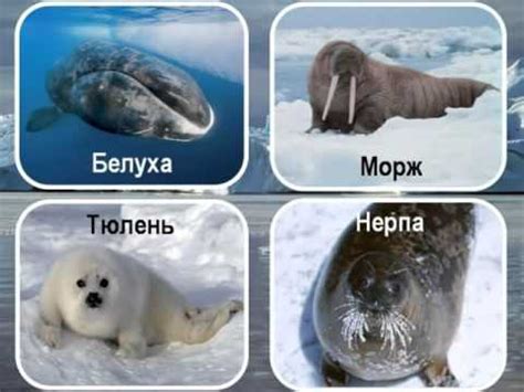 Зона арктических пустынь - YouTube