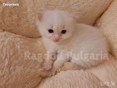 Рагдол котка / регдол коте / Ragdoll Cat в Други в гр. София ...