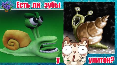 Есть ли зубы у улитки ? Сколько их и где они находятся? Нужно ли ...
