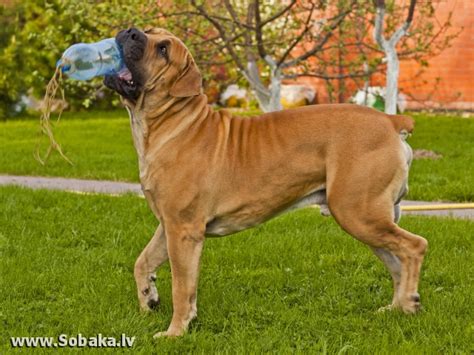 Южноафриканский бурбуль - Собаки - База данных на SOBAKA.LV
