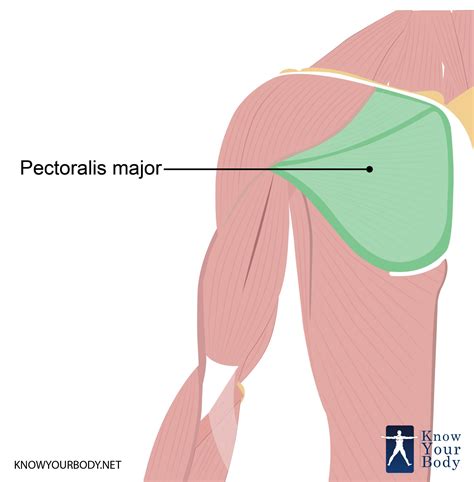 Pectoralis Major | Pectoralis Major Muscle – Brezelbruder