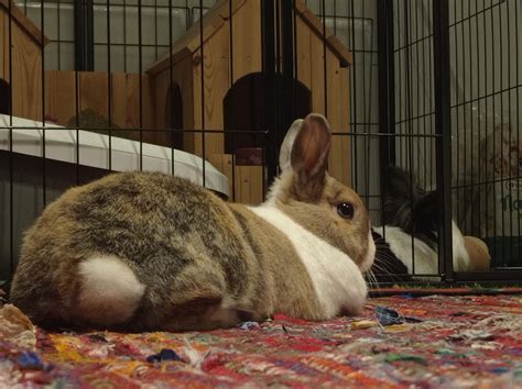 Who doesn't love these cute rotund white tails? : r/Rabbits