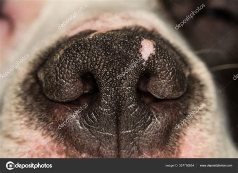 Close Photo Dog Nose Stock Photo by ©gabitodorean 357780884