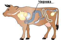 Черева говяжья для колбас, сосисок, продажа искусственных и натуральных ...