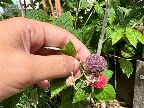 Why are these raspberries turning a dark purple color? Do raspberries