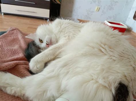 Создать мем "кошечка, белый котик, кошка" - Картинки - Meme-arsenal.com