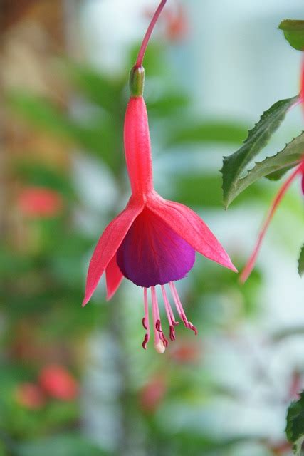 Hardy Fuchsia Pink Flower - Free photo on Pixabay - Pixabay