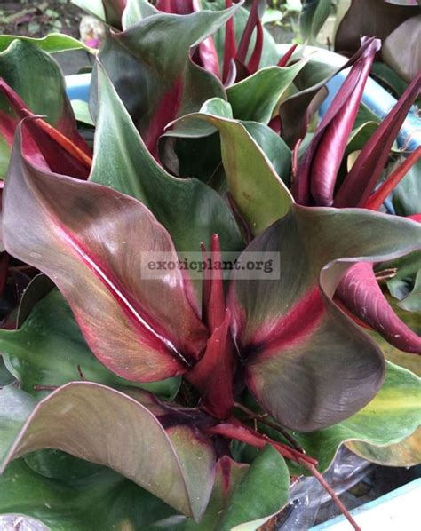 Philodendron Black Cardinal Twist / филодендрон Блэк Кардинал Твист 45 ...