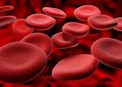 Blood - Erythropoiesis, Hemoglobin, Oxygen | Britannica