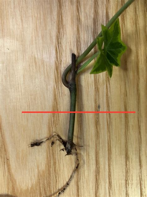 Our Care Guide for Indoor English Ivy (Hedera)