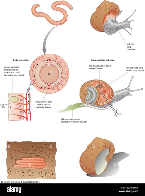 Slug anatomy hi-res stock photography and images - Alamy