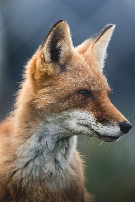 sweetie fox      sweetie fox stock