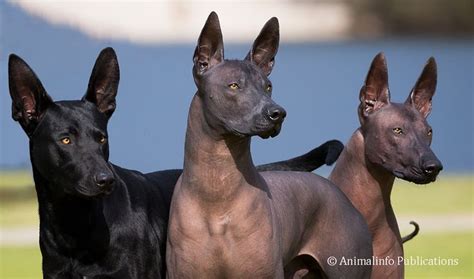 Coated and Hairless Xolos from Wazzat Xoloitzcuintle | Dog breeds, Hairless dog, Mexican ...