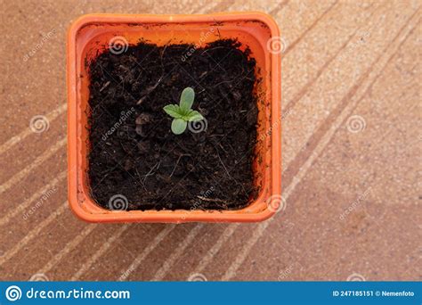 Marijuana Plant, Cannabis Sativa, in a State of Germination Stock Image ...