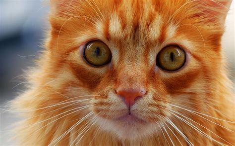 Рыжих котов и кошек красивые - картинки и фото koshka.top
