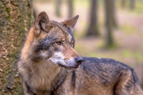 EUROPEAN COMMISSION PROPOSES TO DOWNGRADE WOLF PROTECTION - OIPA