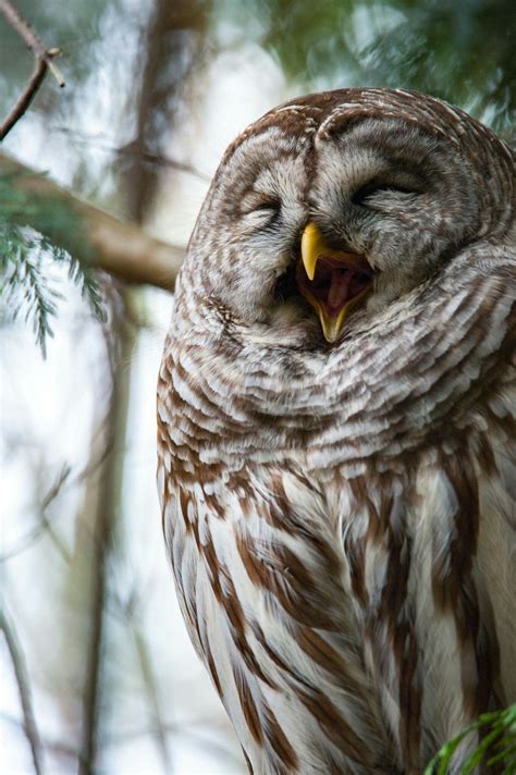 Discover the Power and Majesty of Owls