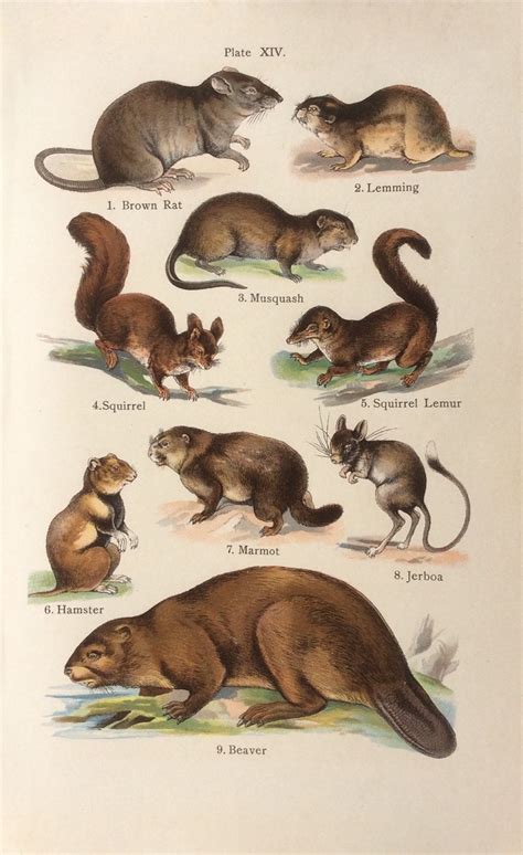 Antique 1909 BEAVER RAT HAMSTER Bookplate Chromolithograph Print - Etsy