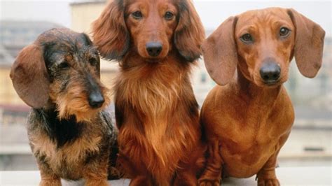 Why Do Dogs Get Histiocytoma