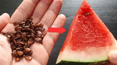 Semente De Melancia É Bom Para Que - 6 utilidades da semente de melancia que são incríveis e pouco ...
