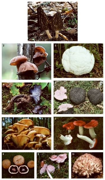 gljive | Proleksis enciklopedija