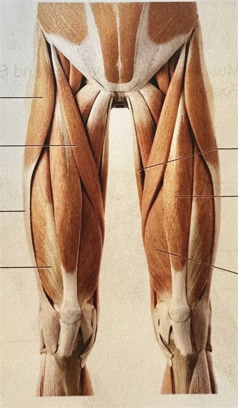 upper leg muscles labeling (Lab #10) Diagram | Quizlet