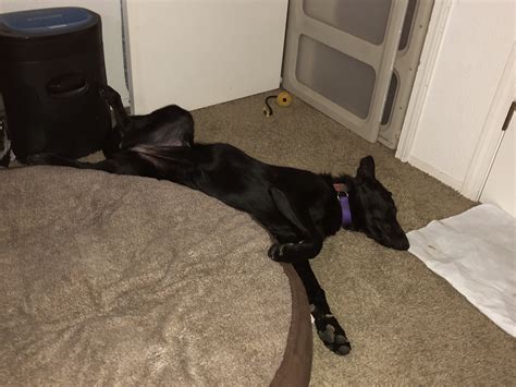 Does your dog sleep on their back? | German Shepherds Forum