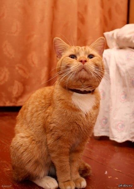 Кота сфотал. | Пикабу