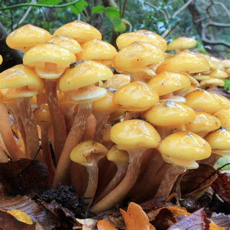 M4655 Armillaria mellea | Mycelia