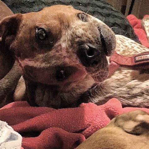 Deformed Dog Seller Online | ids-deutschland.de