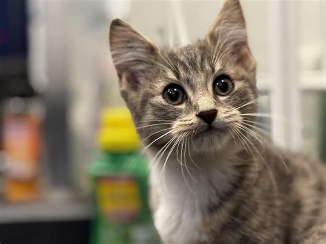Need some Star Wars cat names for this little boy - Images