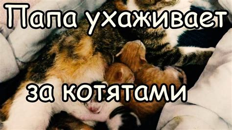 Самый Заботливый Папа Кот в Мире [Кот Заботится о Котятах] - YouTube