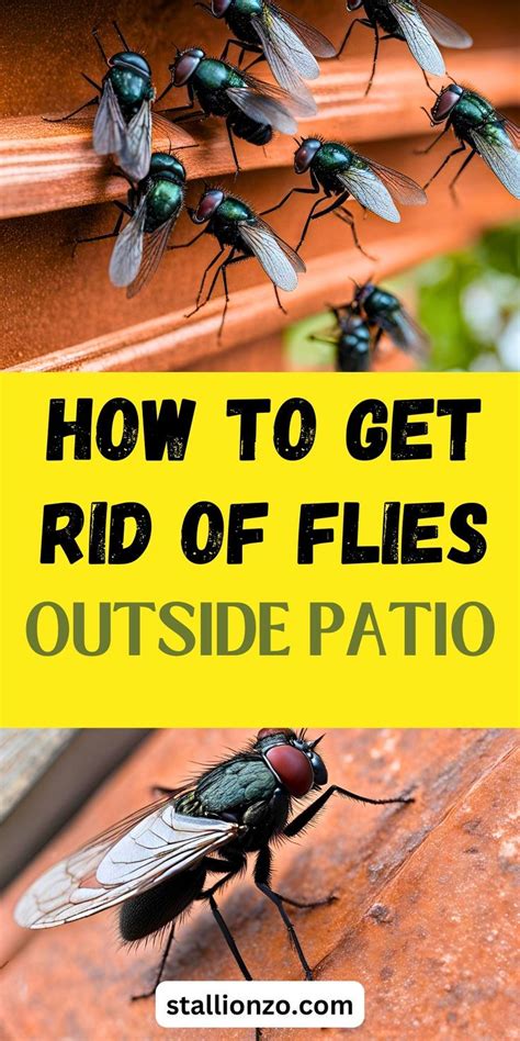 how to get rid of flies outside